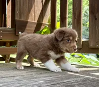 Shortbread, a male Australian Shepherd for sale in Milford, OH – 8 of 10