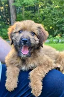 Poppy, a female Australian Shepherd and Aussiedoodle for sale in Milford, OH – 3 of 7