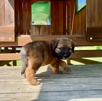 Poppy, a female Aussiedoodle for sale in Milford, OH – 2 of 8