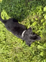Tucker, a male Australian Shepherd for sale in Milford, OH – 7 of 7