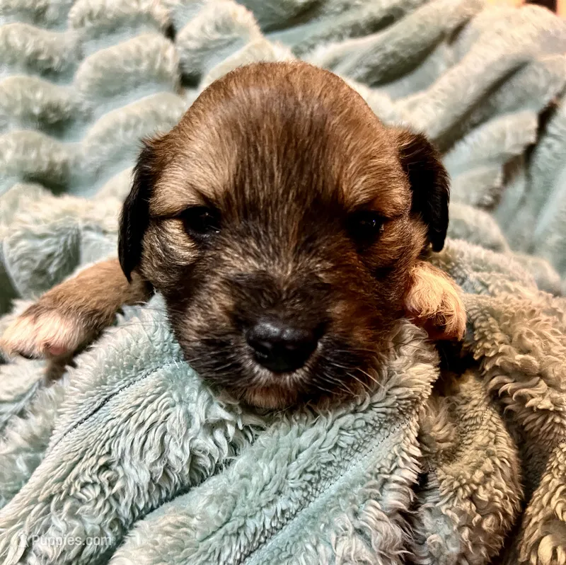 Juniper – Aussiedoodle puppy for sale in Milford, OH