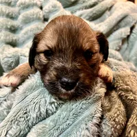 Juniper, a female Aussiedoodle for sale in Milford, OH – 1 of 2