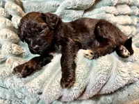 Flint, a male Aussiedoodle for sale in Milford, OH – 2 of 4