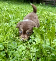 Biscuit, a female Australian Shepherd for sale in Milford, OH – 4 of 7