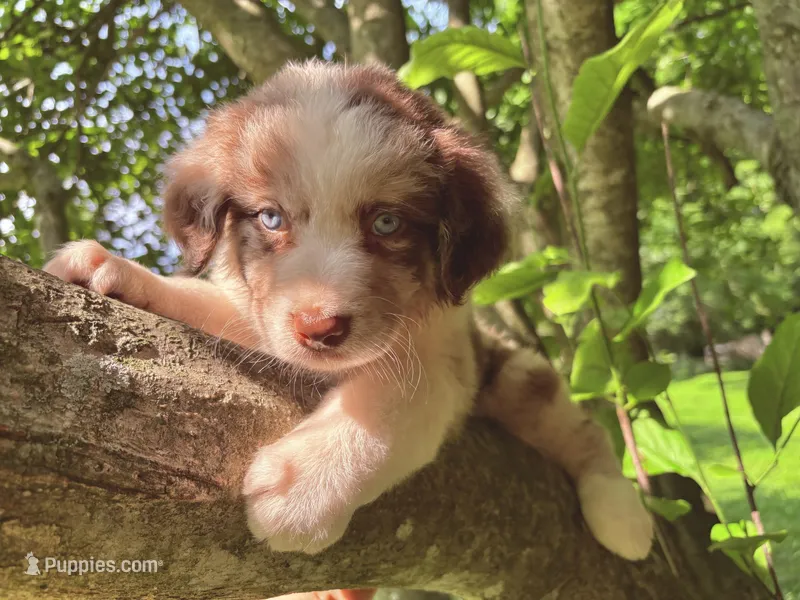 Mario – Australian Shepherd puppy for sale in Milford, OH