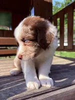 Mario, a male Australian Shepherd for sale in Milford, OH – 4 of 7