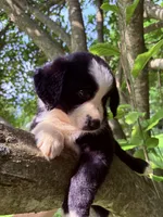 Luigi, a male Australian Shepherd for sale in Milford, OH – 2 of 7