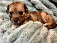 Ivy, a female Aussiedoodle for sale in Milford, OH – 2 of 2