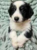 Millie, a female Australian Shepherd for sale in Milford, OH – 3 of 5