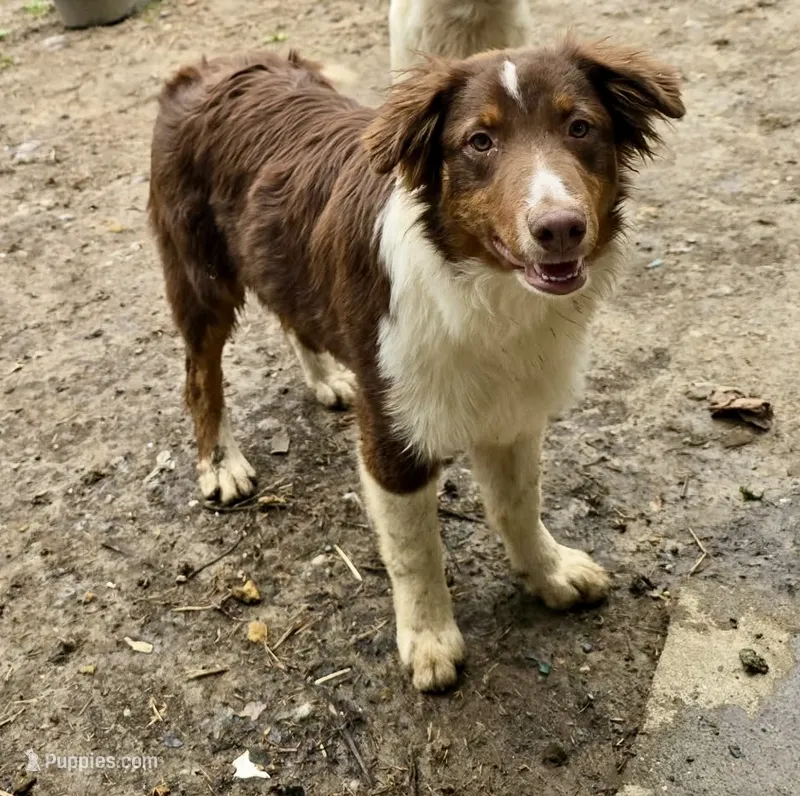 Hoss – Australian Shepherd puppy for sale in Milford, OH