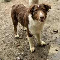 Hoss, a male Australian Shepherd for sale in Milford, OH – 1 of 2