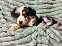 Ruthie, a female Australian Shepherd for sale in Milford, OH – 3 of 5