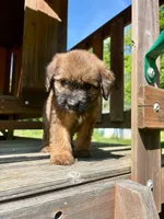 Poppy, a female Aussiedoodle for sale in Milford, OH – 1 of 8