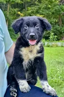 Tucker, a male Australian Shepherd for sale in Milford, OH – 2 of 10
