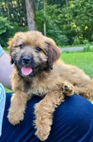 Poppy, a female Australian Shepherd and Aussiedoodle for sale in Milford, OH – 1 of 7