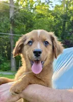 Briar, a male Australian Shepherd and Aussiedoodle for sale in Milford, OH – 1 of 7