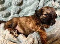 Poppy, a female Aussiedoodle for sale in Milford, OH – 2 of 2