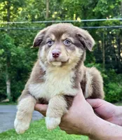 Biscuit, a female Australian Shepherd for sale in Milford, OH – 3 of 9