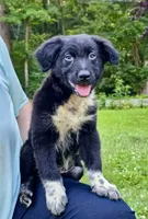 Tucker, a male Australian Shepherd for sale in Milford, OH – 5 of 10