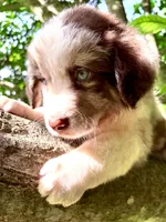 Mario, a male Australian Shepherd for sale in Milford, OH – 2 of 7