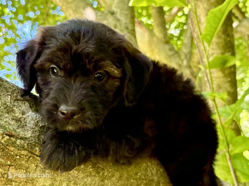 Flint – Aussiedoodle puppy for sale in Milford, OH