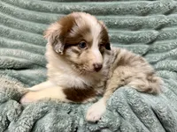 Rufus, a male Australian Shepherd for sale in Milford, OH – 3 of 5