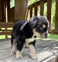 Brookie, a male Australian Shepherd for sale in Milford, OH – 6 of 8