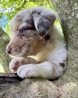 Snickerdoodle, a male Australian Shepherd for sale in Milford, OH – 6 of 6