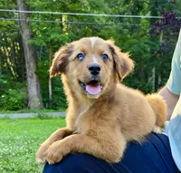 Briar, a male Australian Shepherd and Aussiedoodle for sale in Milford, OH – 2 of 7