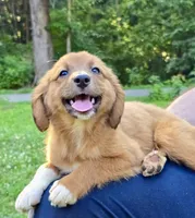 Clover, a female Australian Shepherd and Aussiedoodle for sale in Milford, OH – 2 of 8