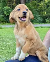Oakley, a male Australian Shepherd and Aussiedoodle for sale in Milford, OH – 2 of 10