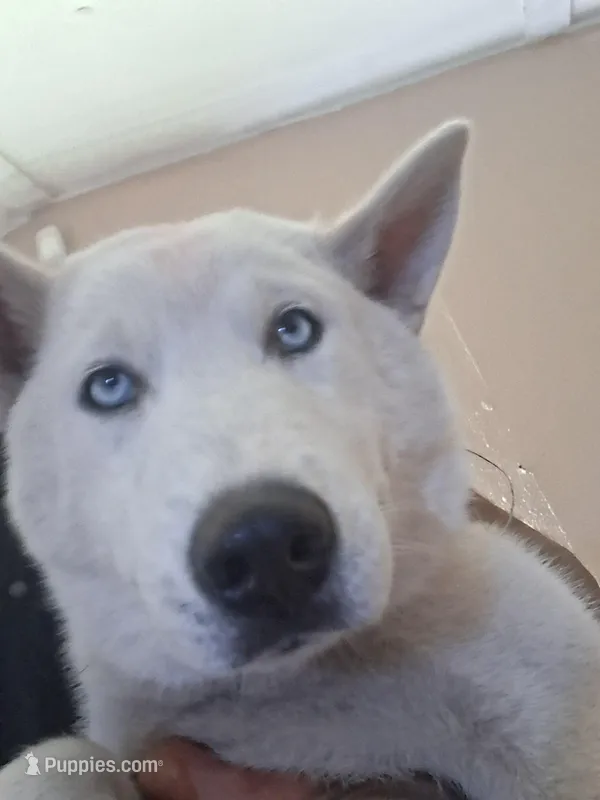 None – Siberian Husky puppy for sale in Weeki Wachee Gardens, FL