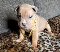 Lion, a male American Pit Bull Terrier for sale in Bakersfield, CA – Photo 4 of 9