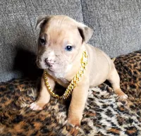 Lion, a male American Pit Bull Terrier for sale in Bakersfield, CA – Photo 3 of 9