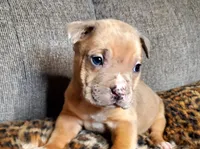 Lion, a male American Pit Bull Terrier for sale in Bakersfield, CA – Photo 7 of 9