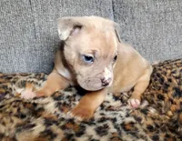 Lion, a male American Pit Bull Terrier for sale in Bakersfield, CA – Photo 5 of 9