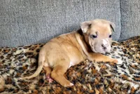 Lion, a male American Pit Bull Terrier for sale in Bakersfield, CA – Photo 9 of 9