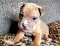 Lion, a male American Pit Bull Terrier for sale in Bakersfield, CA – Photo 1 of 9