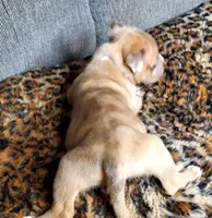 Lion, a male American Pit Bull Terrier for sale in Bakersfield, CA – Photo 2 of 9