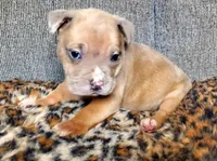 Lion, a male American Pit Bull Terrier for sale in Bakersfield, CA – Photo 8 of 9