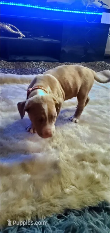 Champagne Merle – American Pit Bull Terrier puppy for sale in Bakersfield, CA