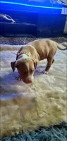 Champagne Merle, a male American Pit Bull Terrier for sale in Bakersfield, CA – 1 of 5