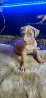 Champagne Merle, a male American Pit Bull Terrier for sale in Bakersfield, CA – 2 of 5