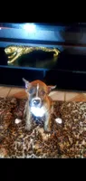 Brindle Female, a female American Pit Bull Terrier for sale in Bakersfield, CA – 3 of 4