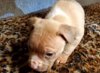 Tank, a male American Pit Bull Terrier for sale in Bakersfield, CA – Photo 4 of 10