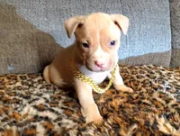 Tank, a male American Pit Bull Terrier for sale in Bakersfield, CA – Photo 7 of 10