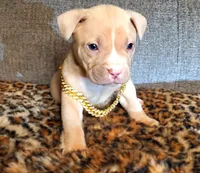 Tank, a male American Pit Bull Terrier for sale in Bakersfield, CA – Photo 1 of 10