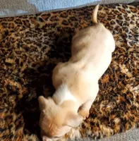 Tank, a male American Pit Bull Terrier for sale in Bakersfield, CA – Photo 3 of 10