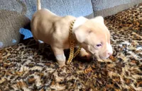 Tank, a male American Pit Bull Terrier for sale in Bakersfield, CA – Photo 8 of 10