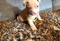 Tank, a male American Pit Bull Terrier for sale in Bakersfield, CA – Photo 9 of 10